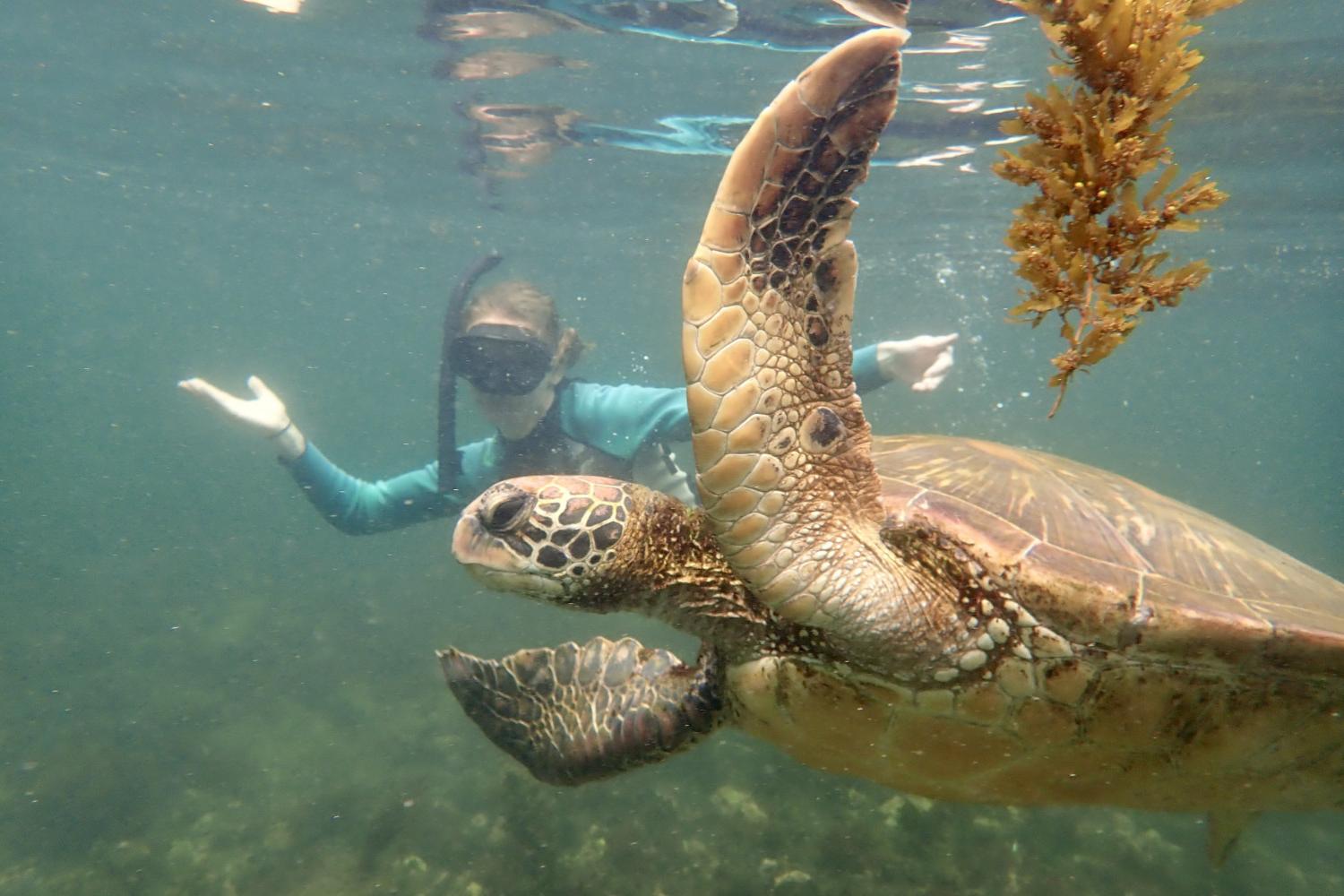 一名<a href='http://7ks.ngskmc-eis.net'>bv伟德ios下载</a>学生在Galápagos群岛游学途中与一只巨龟游泳.
